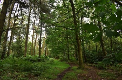 Path through trees in a forest